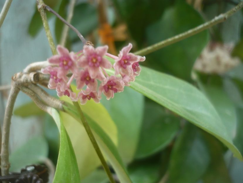 P1490347 - HOYA 2021-1