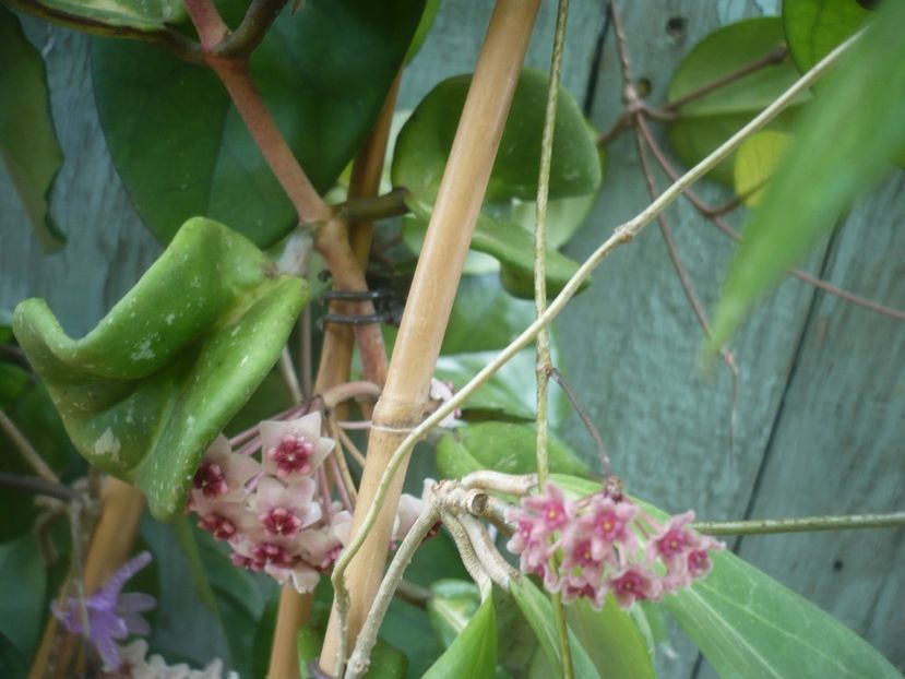 P1490348 - HOYA 2021-1
