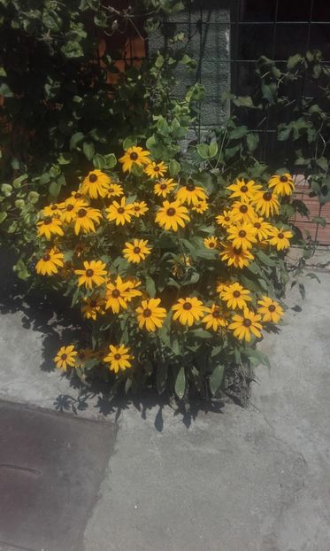  - Rudbeckia