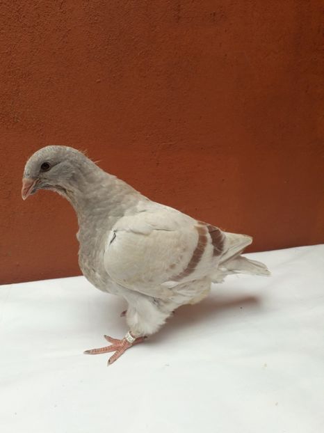  - Pui 2021