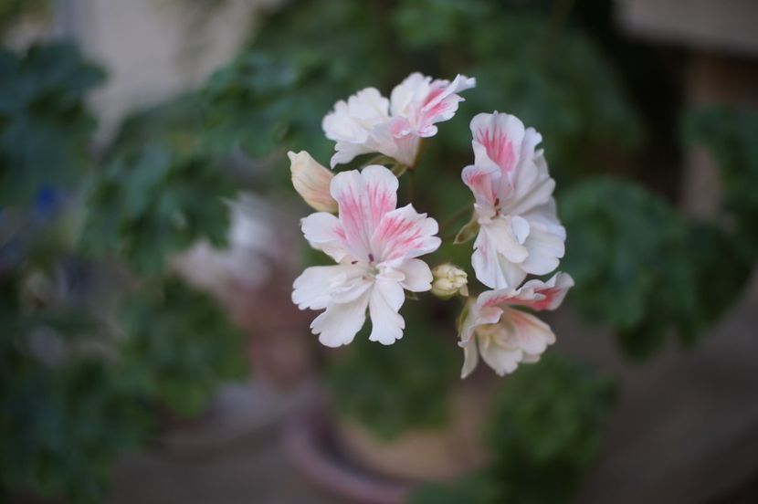 Pelargonium Unicorn Zonartic Spring - Mușcate