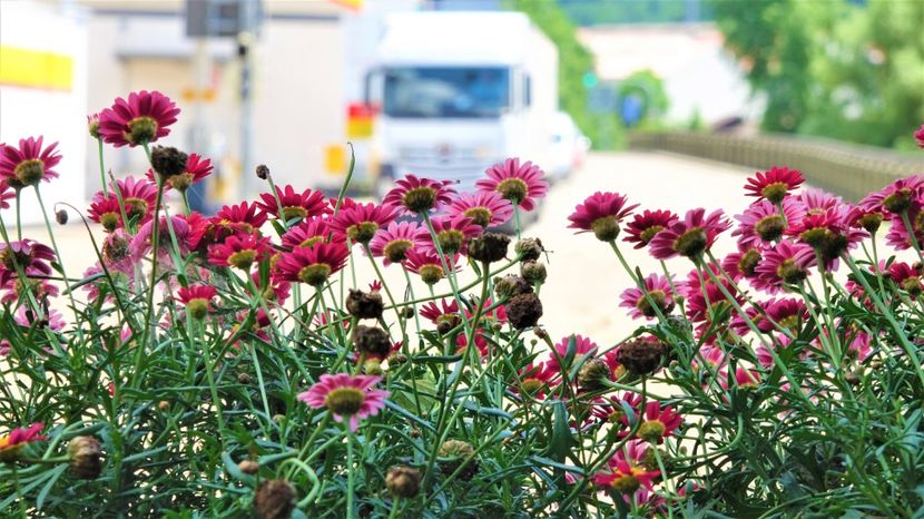 flori de murrhardt 6 - Practică foto