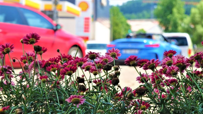 flori de murrhardt 8 - Practică foto