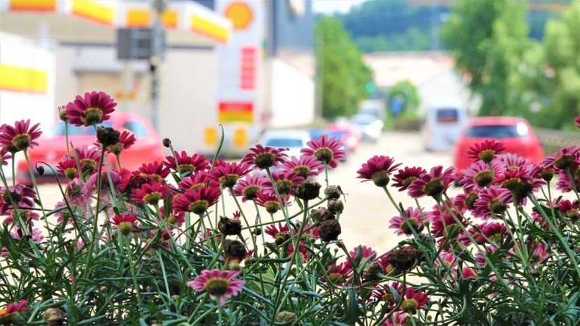 flori de murrhardt 9 - Practică foto