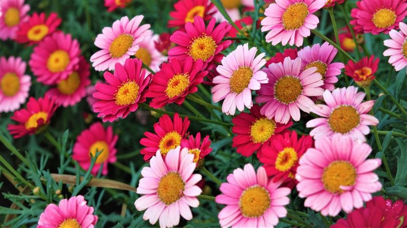 flori de murrhardt 10 - Practică foto