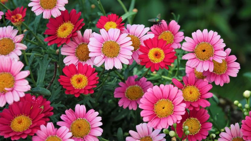 flori de murrhardt 11 - Practică foto