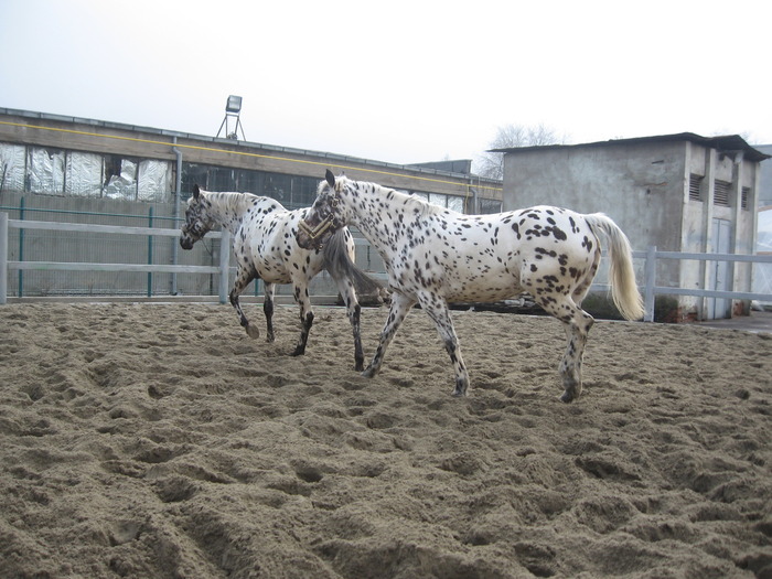 Expo. Galati 2010