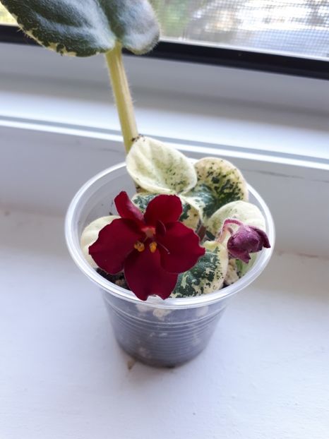  - Mac s Something Special