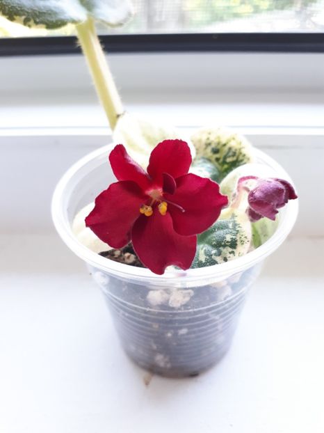  - Mac s Something Special