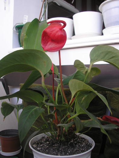 Anthurium scherzerianum - PLANTE DE INTERIOR