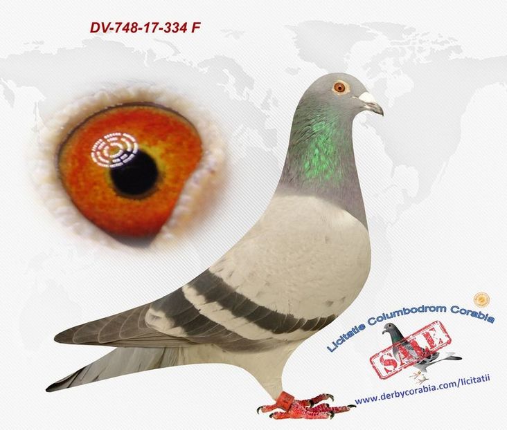 DV  748  17 334 F - Femele