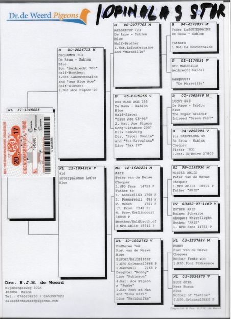 pedigree H.de Werd - Femele