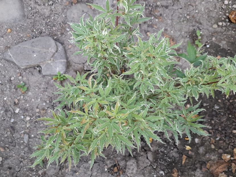  - Un nou inceput 2021