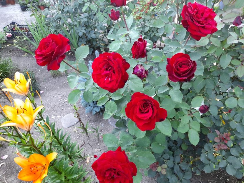  - Un nou inceput 2021