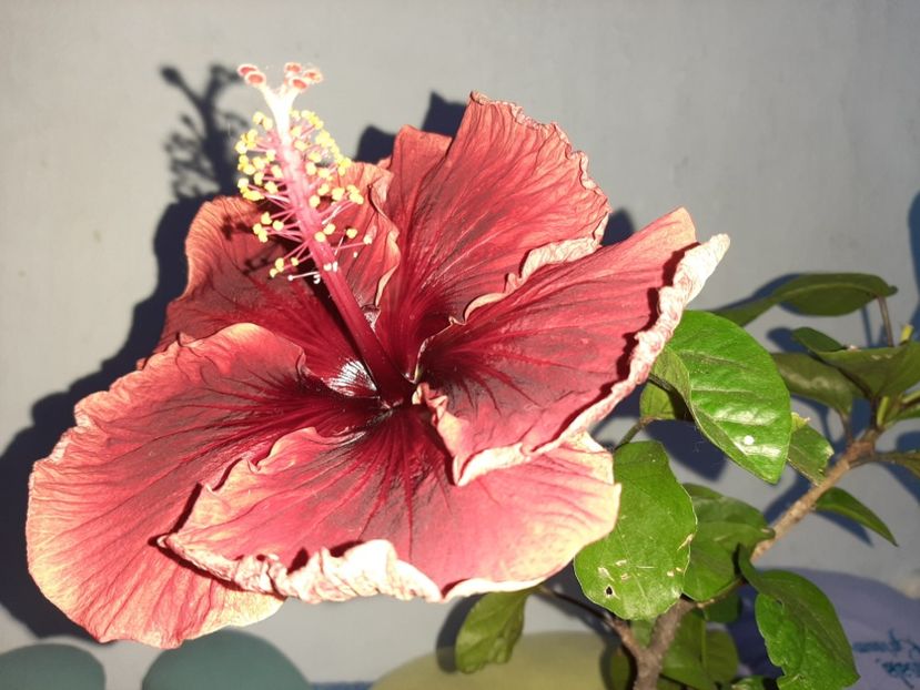  - Florile mele în iulie 2021