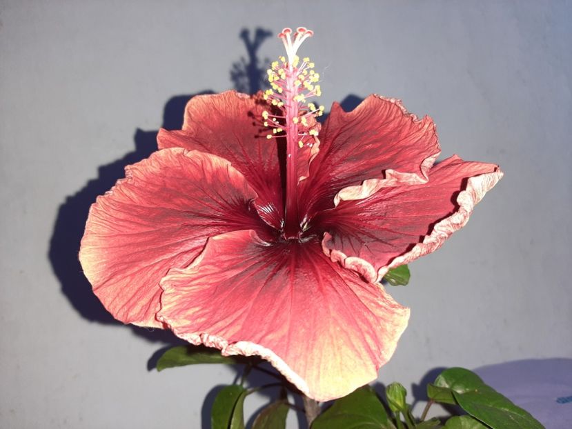  - Florile mele în iulie 2021