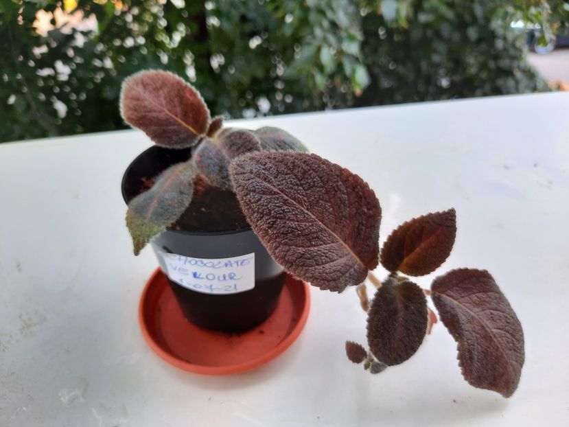 Iulie 2021 - CHOCOLATE VELOUR pierdut