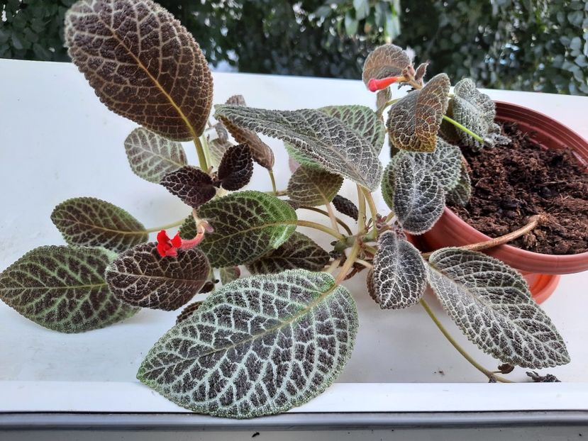 Iulie 2021 - JIM-S CURLY