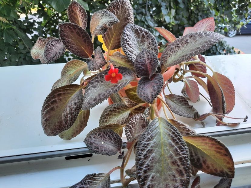 Iulie 2021 - RASPBERRY BLUSH