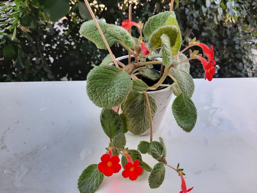 Iulie 2021 - JIM-S LEMON ZEST