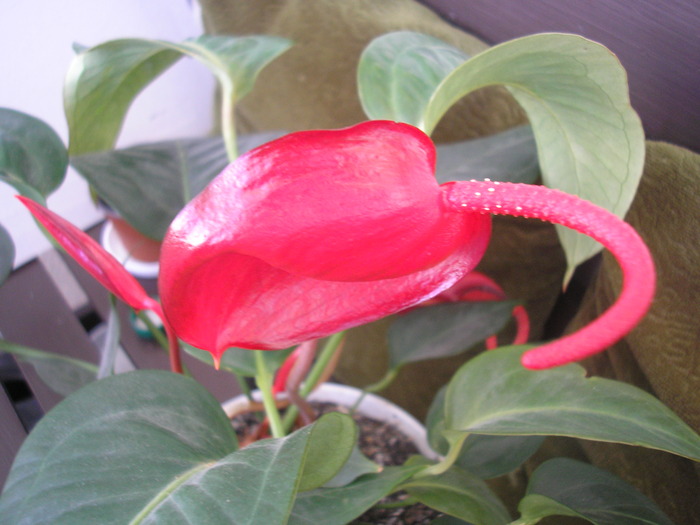 Anthurium scherzerianum - PLANTE DE INTERIOR