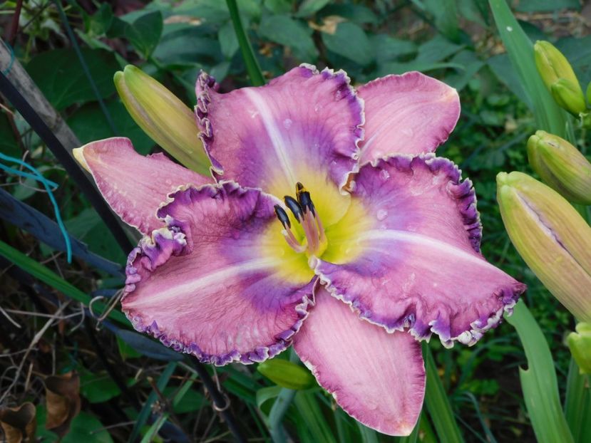 Purple peace - xx Colectie hemerocallis