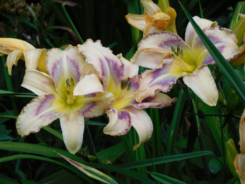 Destined to see - -Hemerocallis 2021