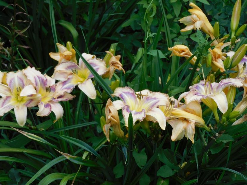 Destined to see - -Hemerocallis 2021