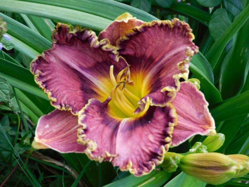 Somewhat elegant - xx Colectie hemerocallis