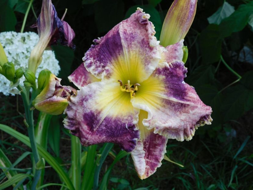  - -Hemerocallis 2021