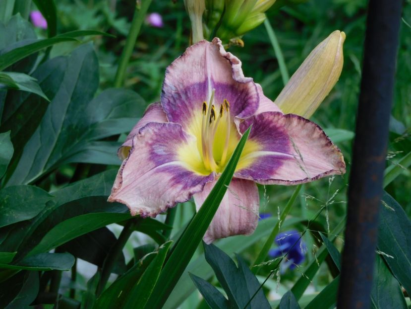  - -Hemerocallis 2021