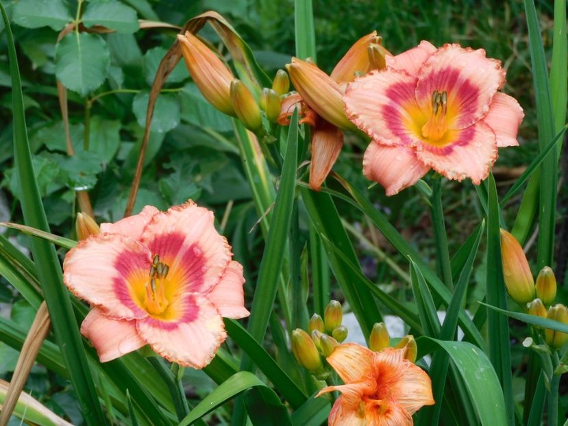  - -Hemerocallis 2021