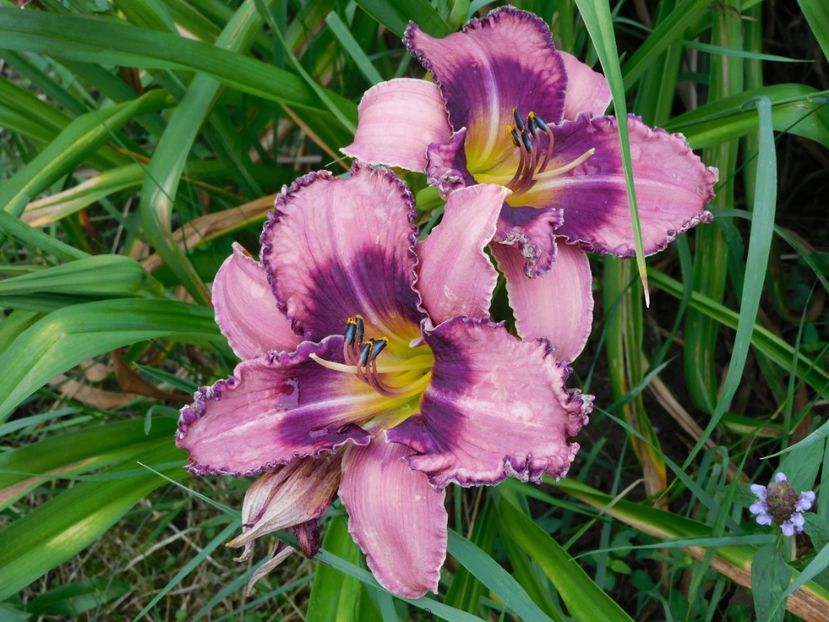 Russian ragtime - -Hemerocallis 2021