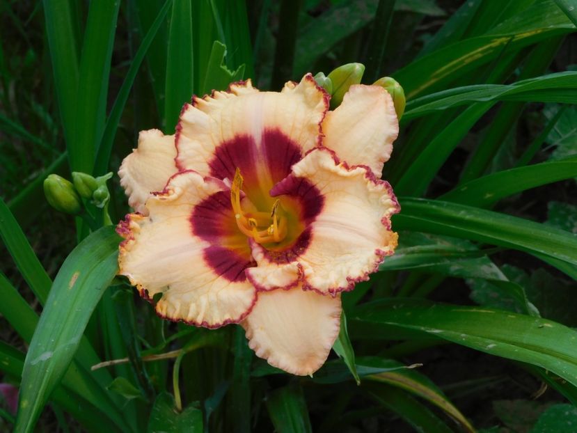 Tripple cheries - xx Colectie hemerocallis