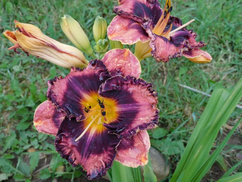 Rock candy - xx Colectie hemerocallis
