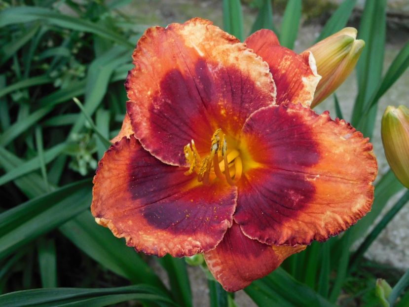 Orange city - xx Colectie hemerocallis