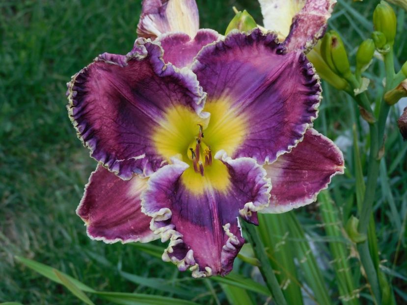 Mulberry freeze - xx Colectie hemerocallis