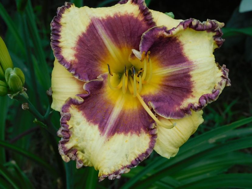 Steve Trimmer - xx Colectie hemerocallis