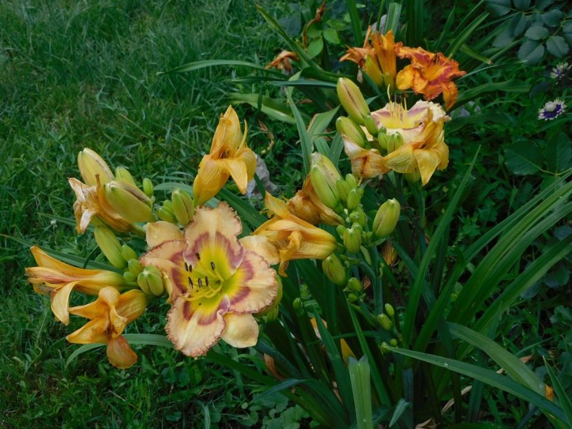  - -Hemerocallis 2021