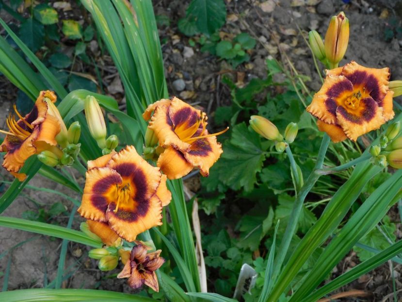 Madeline Nettles eyes - xx Colectie hemerocallis