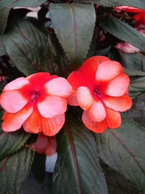 Impatiens - 0 0 2021