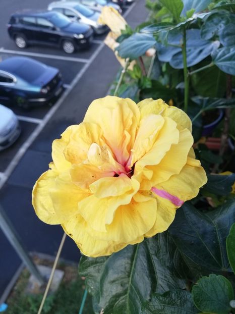  - Hibiscus Galben dublu