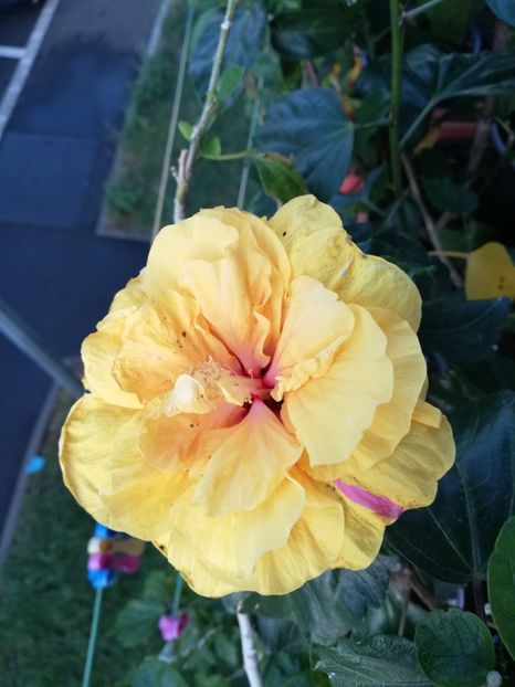  - Hibiscus Galben dublu