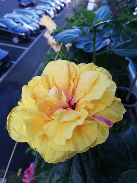  - Hibiscus Galben dublu