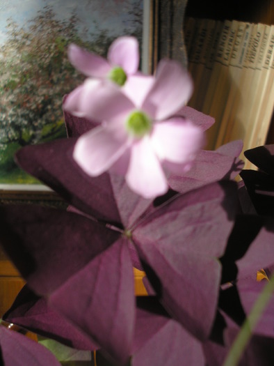 Oxalis triangularis - PLANTE DE INTERIOR