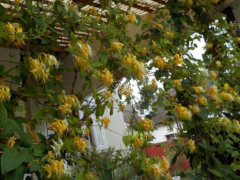  - lonicera