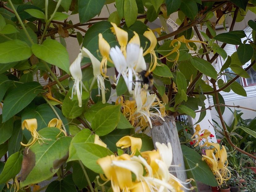  - lonicera