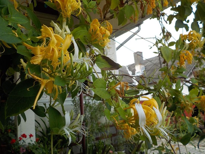  - lonicera
