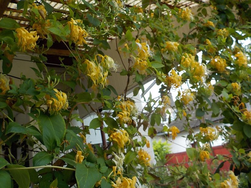  - lonicera