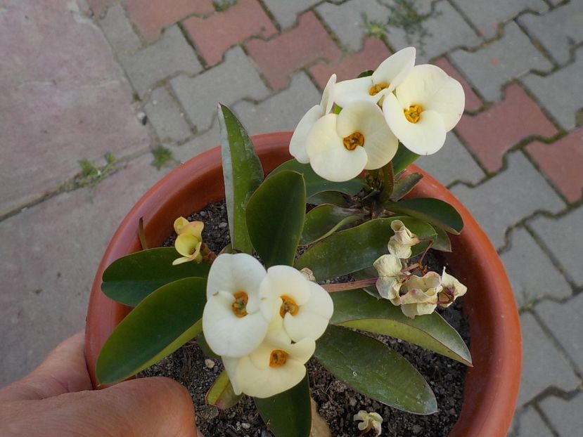  - euphorbia milli